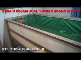 Desain Kolam Untuk Jual Umpan Udang Hidup Youtube