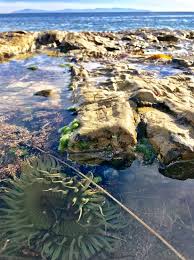 Maybe you would like to learn more about one of these? Tide Pools Of Natural Bridges State Beach Santa Cruz Ca C Natural Bridges State Beach Travel Locations Santa Cruz