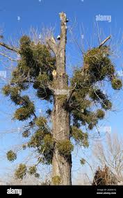 Image result for Viscum