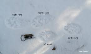 Tracking in hunting and ecology is the science and art of observing animal tracks,scent and other signs, with the goal of gaining understanding of the landscape and the animal being tracked. Fisher Tracks And Sign Winterberry Wildlife