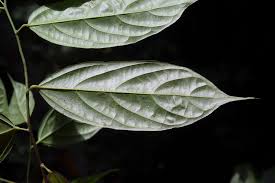 Image result for Leptonychia