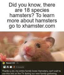 Cursed hamster : r/cursedcomments