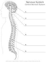 The central system is the primary command center for the body, and is comprised of the brain and spinal cord. Spinal Cord Diagram Health Medicine And Anatomy Reference Pictures Nervous System Color Worksheets Nervous System Facts