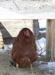As winter storms roll through, folks who live in icy. Rooster Standing Walking Like A Penguin What S Wrong Backyard Chickens Learn How To Raise Chickens