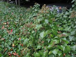 A single plant may contain thousands of flowers, beckoning butterflies with their shallow nectar tubes. English Ivy Identification And Control Hedera Helix King County
