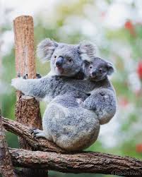 New Wildlife Photography Robert Irwin Animal Photography Wildlife Wild Animals Photography Cute Wild Animals