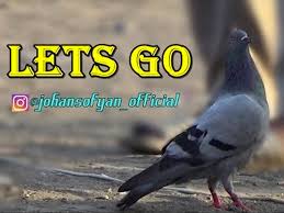 Discover now our large variety of topics and our best. Foto 3a Deretan Burung Dara Termahal 2c Seharga Satu Mobil Mewah
