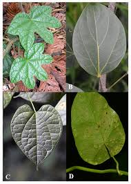 Image result for Menispermaceae