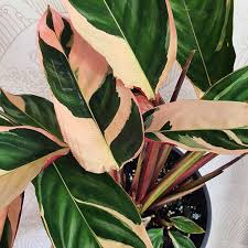 Semishade in summer, bright filtered light in winter minimum winter temperature of 62°f/17°c; Ctenanthe Oppenheimiana Tricolour 200mm The Jungle Collective