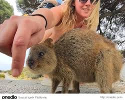 Avustralya Nin Yeni Trendi Dunyanin En Neseli Hayvani Quokka Ile Selfie Avustralya Selfie Hayvan