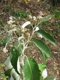 Image result for Vernonia galamensis