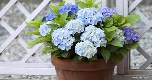 Transplanting hydrangeas can be easy. Growing Hydrangea In Pots Tips And Tricks