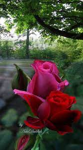 Pin De Ana Frioni En Mejores Flores Flores Bonitas Mejores Flores Rosas Bonitas