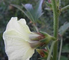 Image result for Eriosema psoraleoides