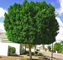 Ficus Nitida - Indian Laurel Fig - 15 Gal Tree