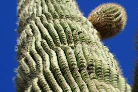 To prevent overwatering and root rot at planting, water is usually added to the soil prior to filling in the hole. 676 Water Storage Desert Photos Free Royalty Free Stock Photos From Dreamstime