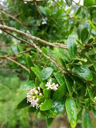 Image result for Olinia rochetiana