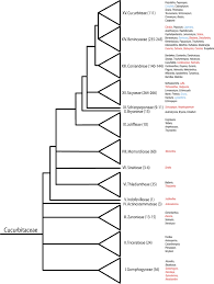 Image result for Cogniauxia
