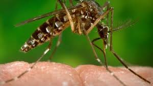 Image result for Dissotis hensii