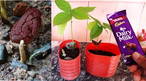 As its latin name mentha × piperita f. Grow Cocoa Chocolate Plant At Home à¤ à¤à¤² à¤ à¤à¤° à¤ª à¤­ à¤à¤ à¤¸à¤à¤¤ à¤¹ à¤à¤¸ à¤¨ à¤¸ Fast Easy Youtube
