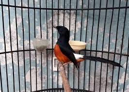 Umbaran #peluangusaha #ukuran ideal kali ini saya akan berbagi cara membuat rangka umbaran khusus burung murai. Ukuran Kandang Umbaran Murai Batu Tempat Review