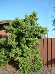 Image result for Podocarpus