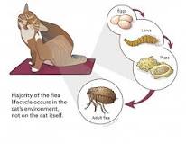 Image result for what is the average vet charge for a cat flea treatment