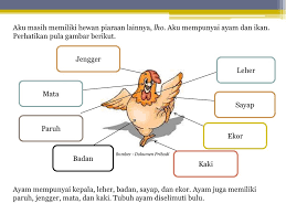 Gratis untuk komersial tidak perlu kredit bebas hak cipta. 600 Koleksi Gambar Binatang Kartun Ayam Gratis Terbaik Gambar Hewan