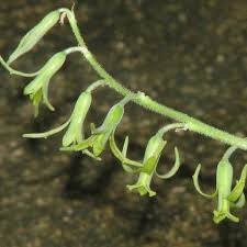 Image result for Dipcadi viride