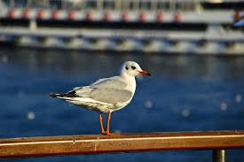 Seagull Marti Istanbul Fotograf