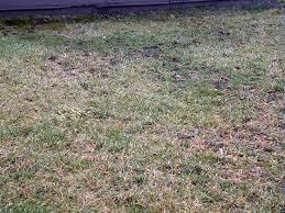 Identify that earthworms are causing the problems in your lawn. Lawn Earth Worm Increase With Biovam Mycorrhiza Present