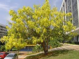 pin by 高橋 on tree plants plants flowering trees trees to plant