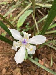 Image result for Dietes
