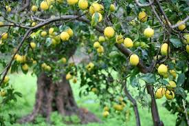 Maybe you would like to learn more about one of these? Keeping Spider Mites Off A Lemon Tree Thriftyfun