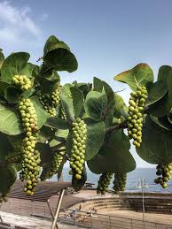 Image result for Coccoloba uvifera