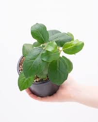 Image result for Ficus stuhlmannii