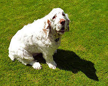 Please visit our website to see our oh so adorable clumber spaniel puppies and their gorgeous parents. Clumber Spaniel Wikipedia