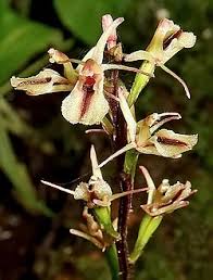 Image result for Liparis odontochilos