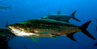 Picture of Atlantic tarpon