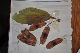 Image result for Terminalia macroptera