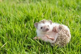 Hedgehog pet sale come with scintillating offers that make them unbelievably affordable. Cdc Cautions Against Kissing Pet Hedgehogs Smart News Smithsonian Magazine
