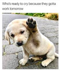 23 Workplace Memes Everyone Should Laugh At By 5pm Funny Animals Cute Dogs Cute Animals