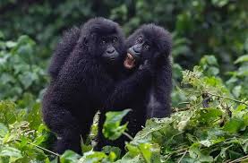 Image result for gorilla teeth