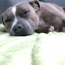 445,282 likes · 2,784 talking about this. Staffordshire Bull Terrier Pdsa