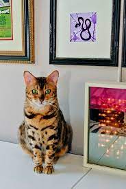 Simple Ways To Keep Cats Off Your Kitchen Counters Cat Care Cats Bengal Cat