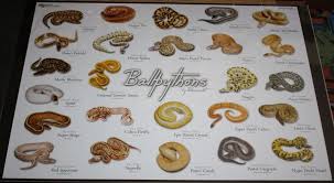 Ball Python Morph Chart Google Search Ball Python Morphs