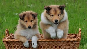 Der untersuchte hund ist reinerbig für das intakte gen. Neu Gentest Fur Inflammatory Pulmonary Disease Ipd Beim Collie