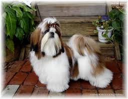 Puppies from $950.00 to 10,000.00. Shih Tzu Puppies For Sale In Georgia Fl Al Tn Sc Nc Atl Jax Birm Talla Shih Tzu Puppy Shih Tzu Shih Tzu Dog