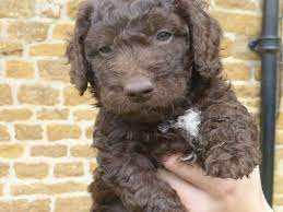 Find a lagotto romagnolo puppy from reputable breeders near you and nationwide. Lagotto Romagnolo Italian Water Spanials Grantham Lincolnshire Pets4homes