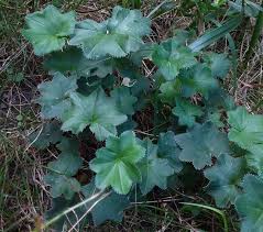 Image result for Alchemilla kiwuensis